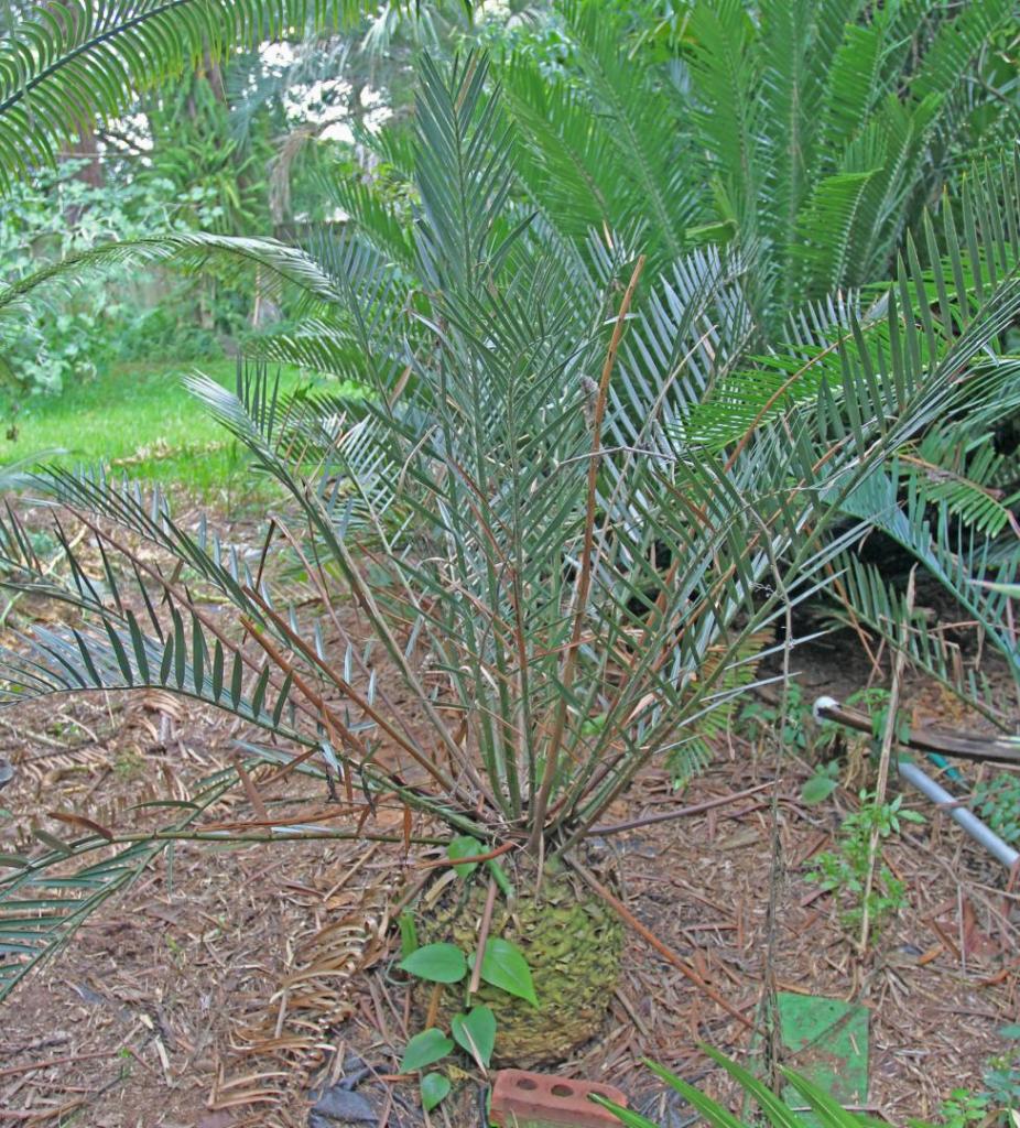 Encephalartos lehmanii0.jpg