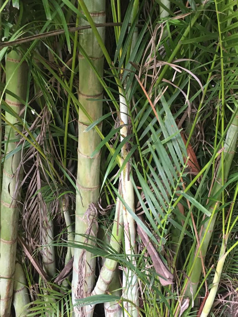 Is it possible to root aerial branches on palms??