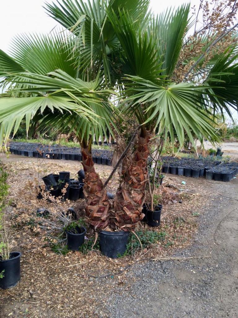 Mexican fan palms COLD HARDY PALMS PalmTalk