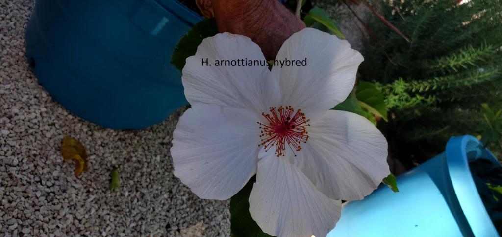 H.arnottianusHybred-native.jpg