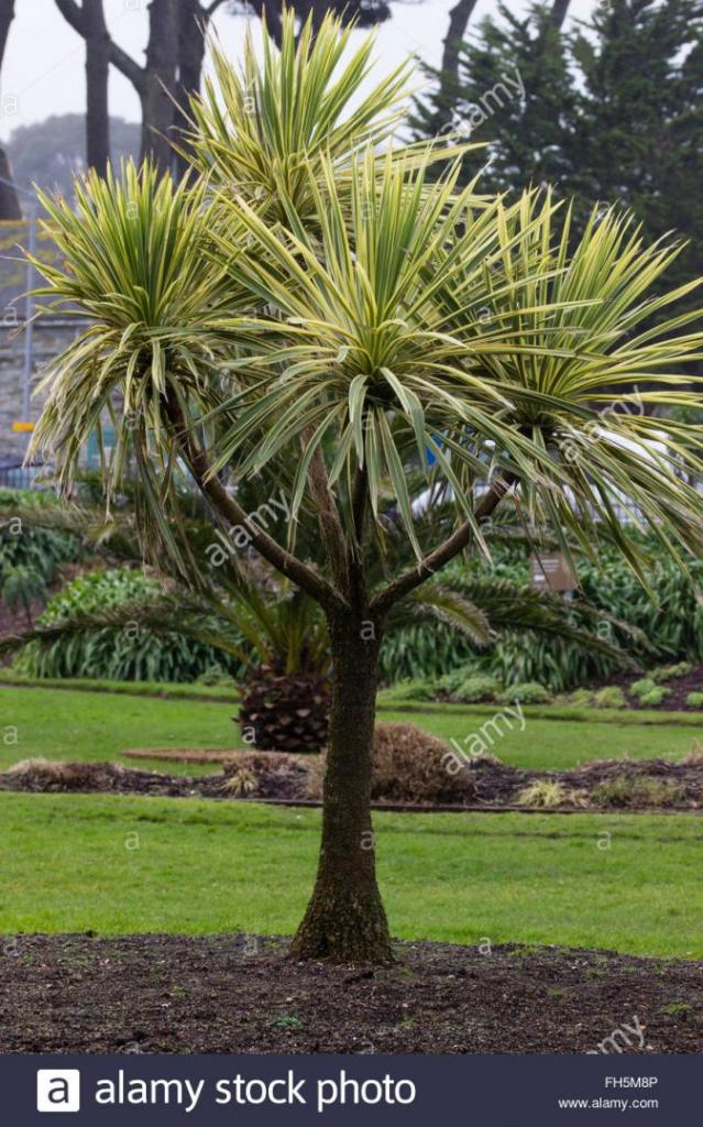 branching-growth-of-the-variegated-cabbage-palm-cordyline-australis-FH5M8P.jpg