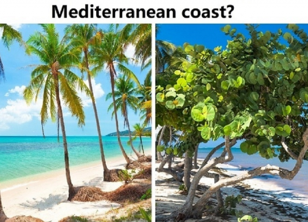 mediterranean.PNG