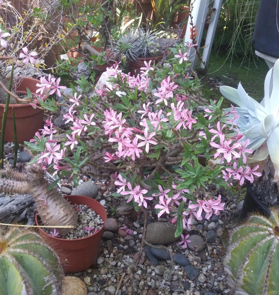 succulentum.jpg