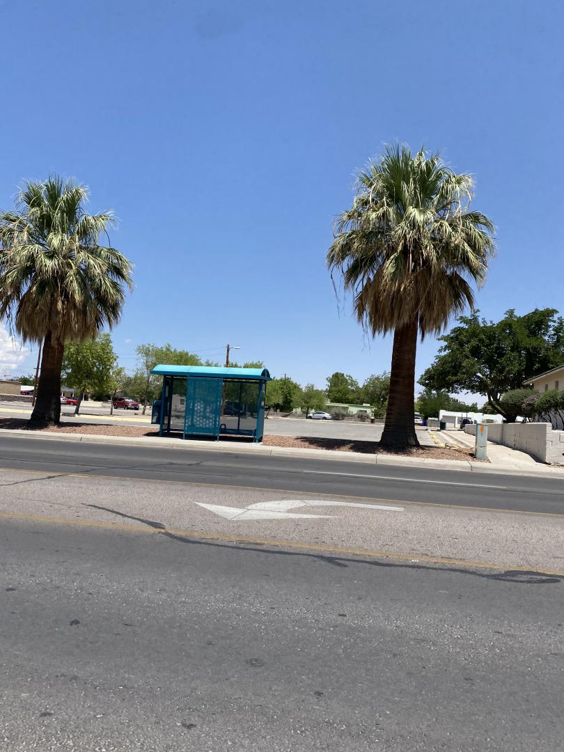 Las Cruces and Alamogordo 8a palm trees COLD HARDY PALMS PalmTalk
