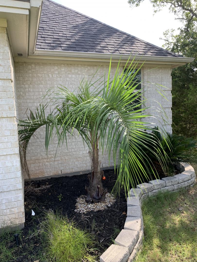 Super cold hardy triple hybrid - COLD HARDY PALMS - PalmTalk