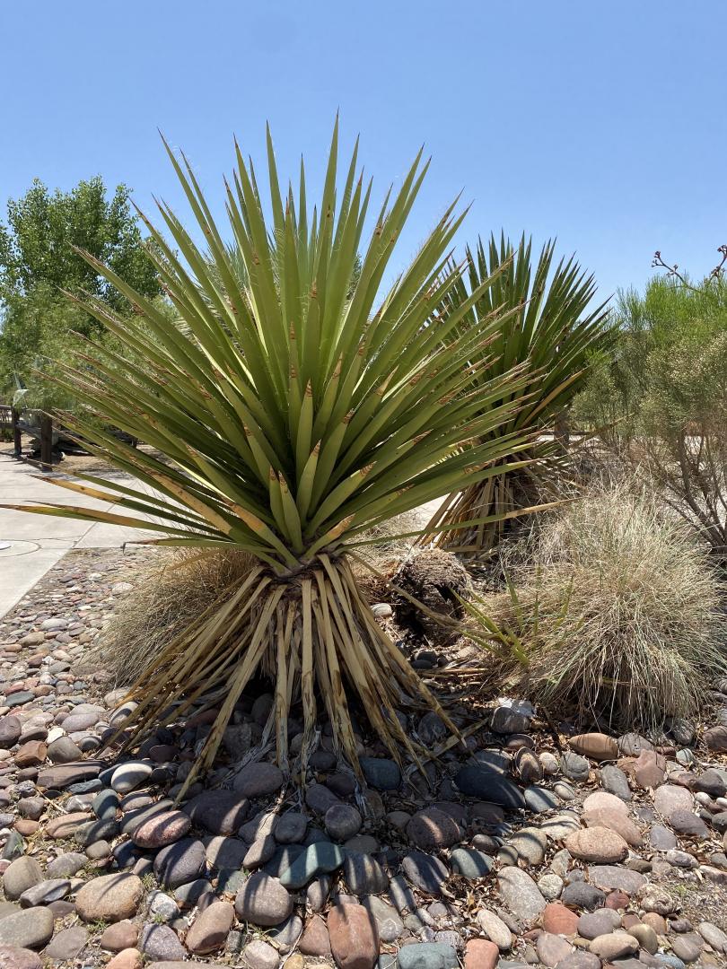 Las Cruces and Alamogordo 8a palm trees COLD HARDY PALMS PalmTalk