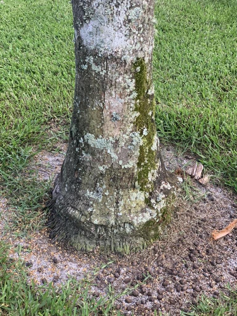 Is my Queen Palm’s trunk damaged? DISCUSSING PALM TREES WORLDWIDE