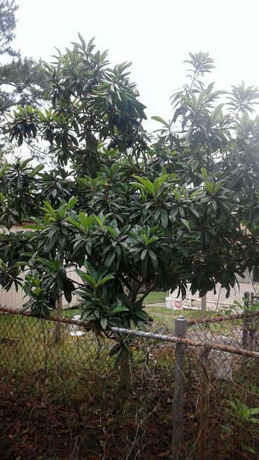 Loquat2.jpg.50ca583f0181604f4d3d2b3a55b91d6c.jpg