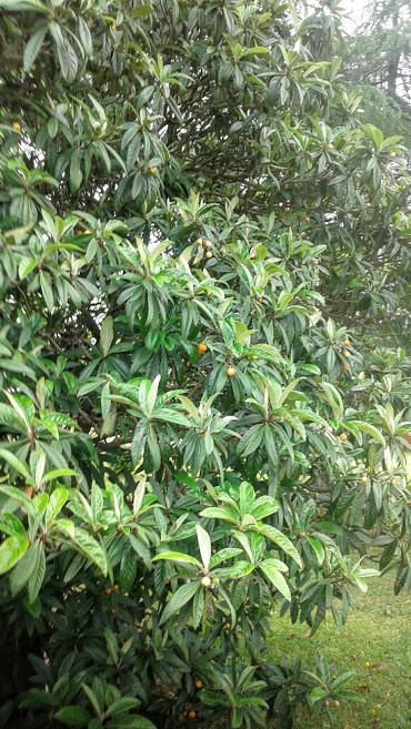 Loquat4.jpg.81350c09bc96a5f1a458d8bf76ae92bf.jpg