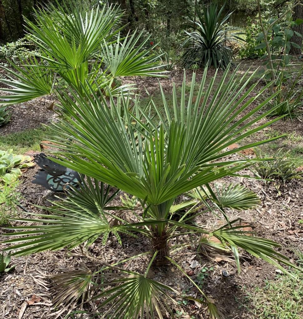 Trithrinax2.jpg