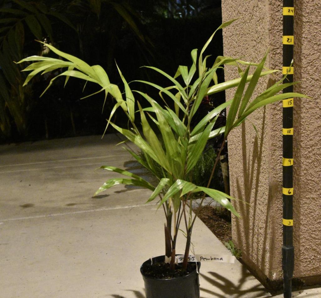 dypsis-pembana.thumb.jpg.37424c6dc635c6ff5ac94d24b3a67ef5.jpg