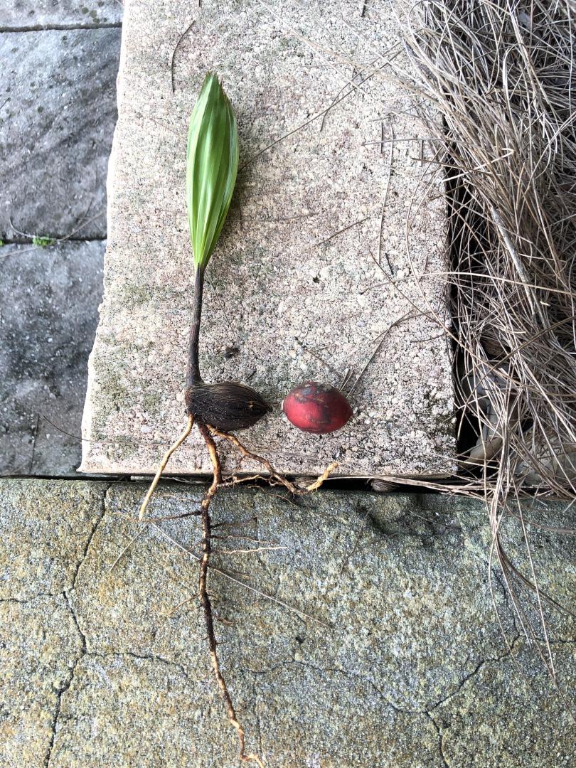 Could this be a Chambeyronia seedling?