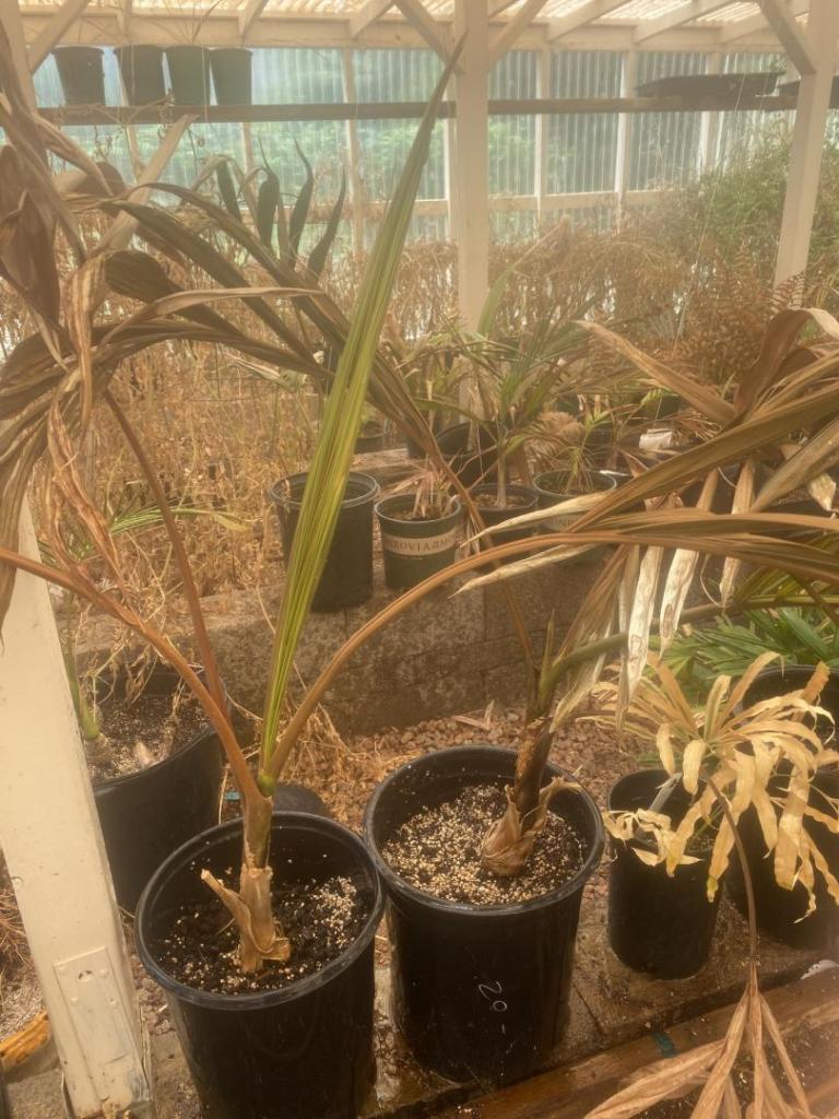 How much heat can palms take DISCUSSING PALM TREES WORLDWIDE PalmTalk