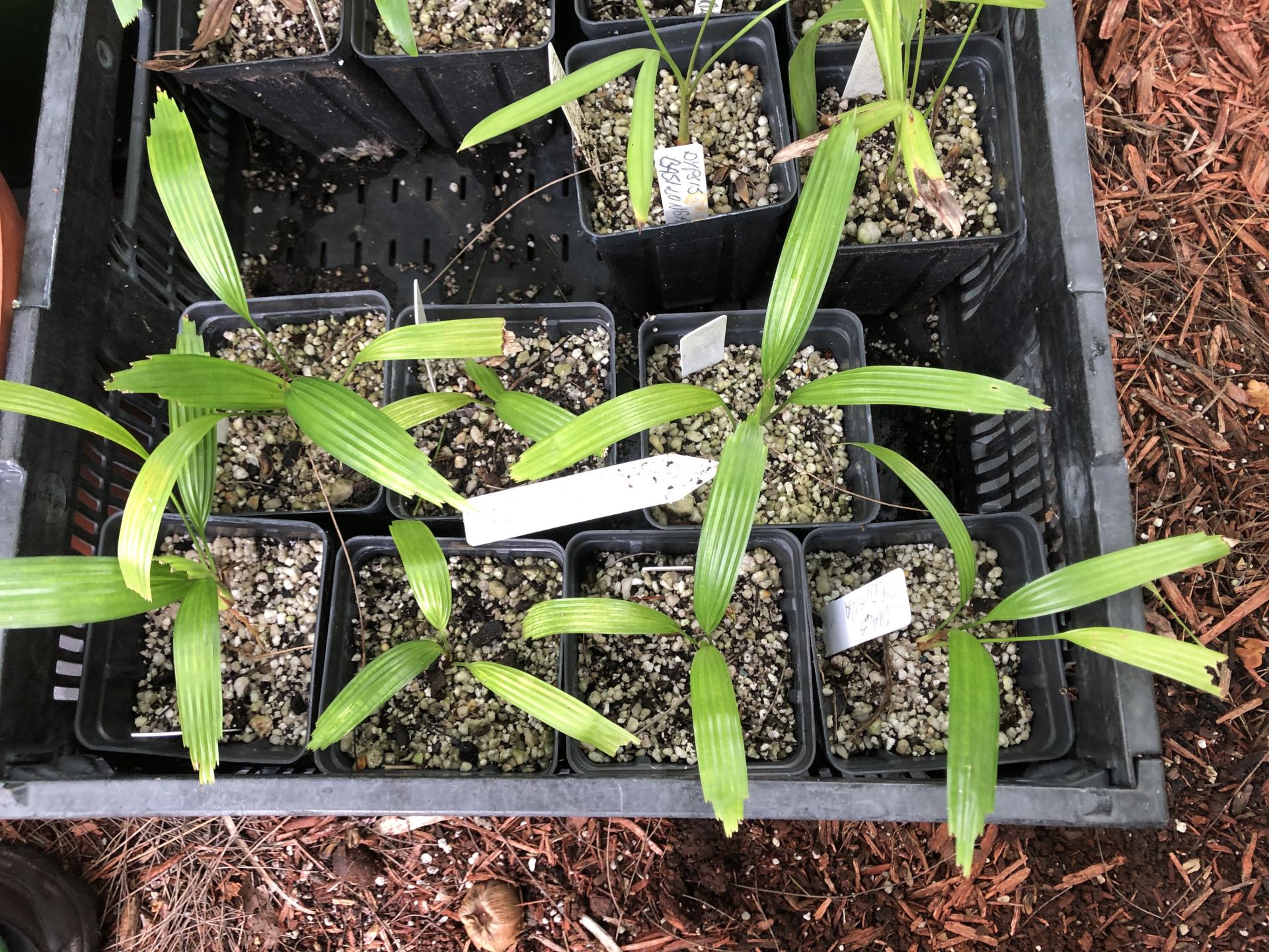 Licuala fordiana Seedlings in 4"Pots for Sale x7