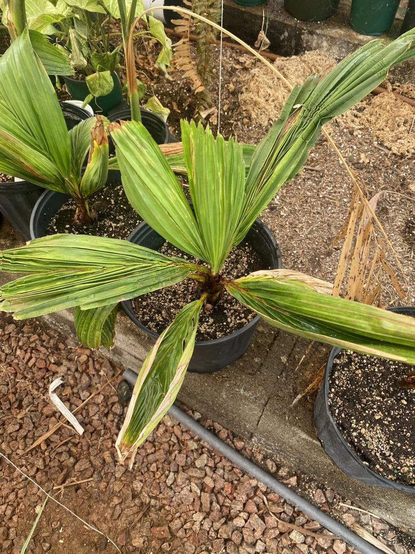 How much heat can palms take DISCUSSING PALM TREES WORLDWIDE PalmTalk