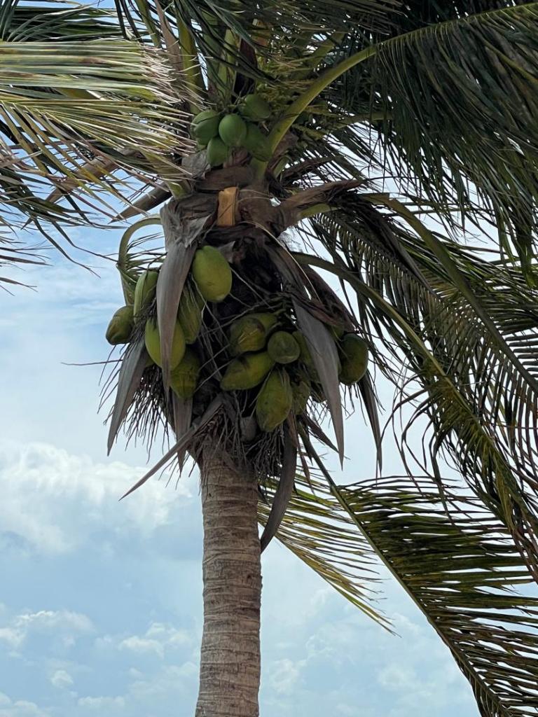 CoquinaKeyCoconut4.jpg