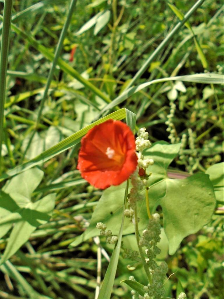 DSC05861.thumb.JPG.fe37f92c8293061ab28ec6370558a58f.JPG