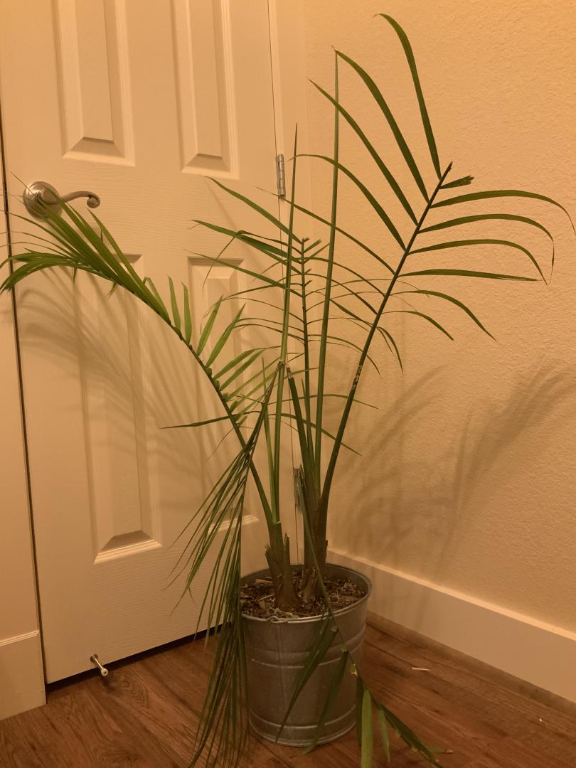 Palms that are safe for cats best sale