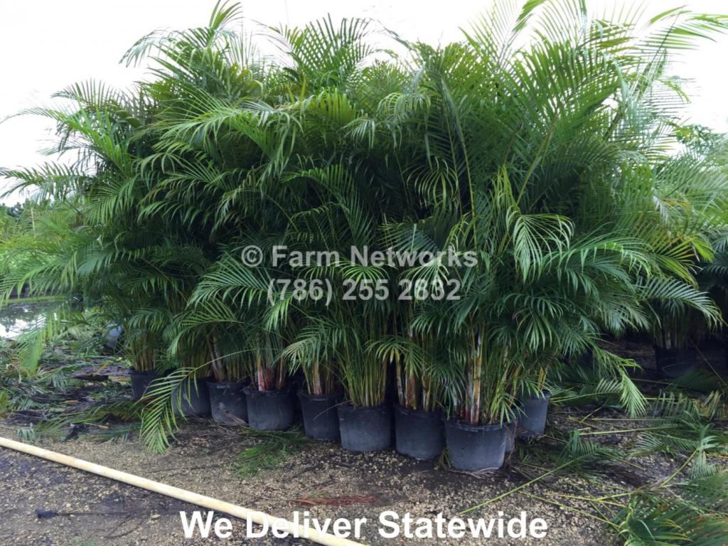 45-gallon-areca-palm-trees.thumb.jpg.8dcd76a794416af2fc7ae828e05506bc.jpg