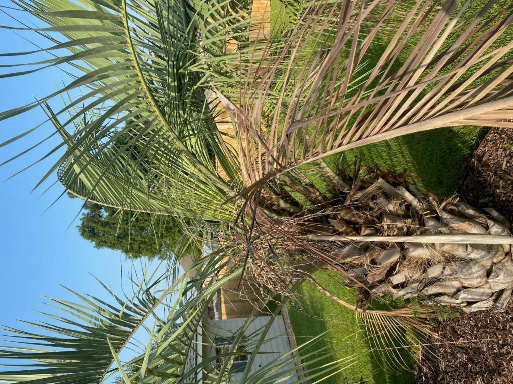 palm 3.jpg