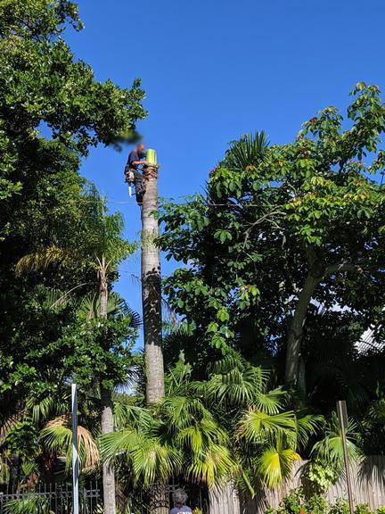 Ganoderma butt rot advice - DISCUSSING PALM TREES WORLDWIDE - PalmTalk