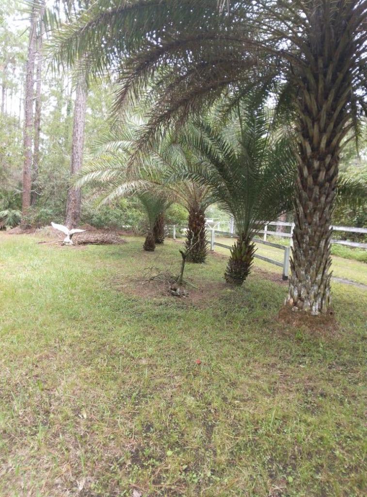 datepalm.jpg