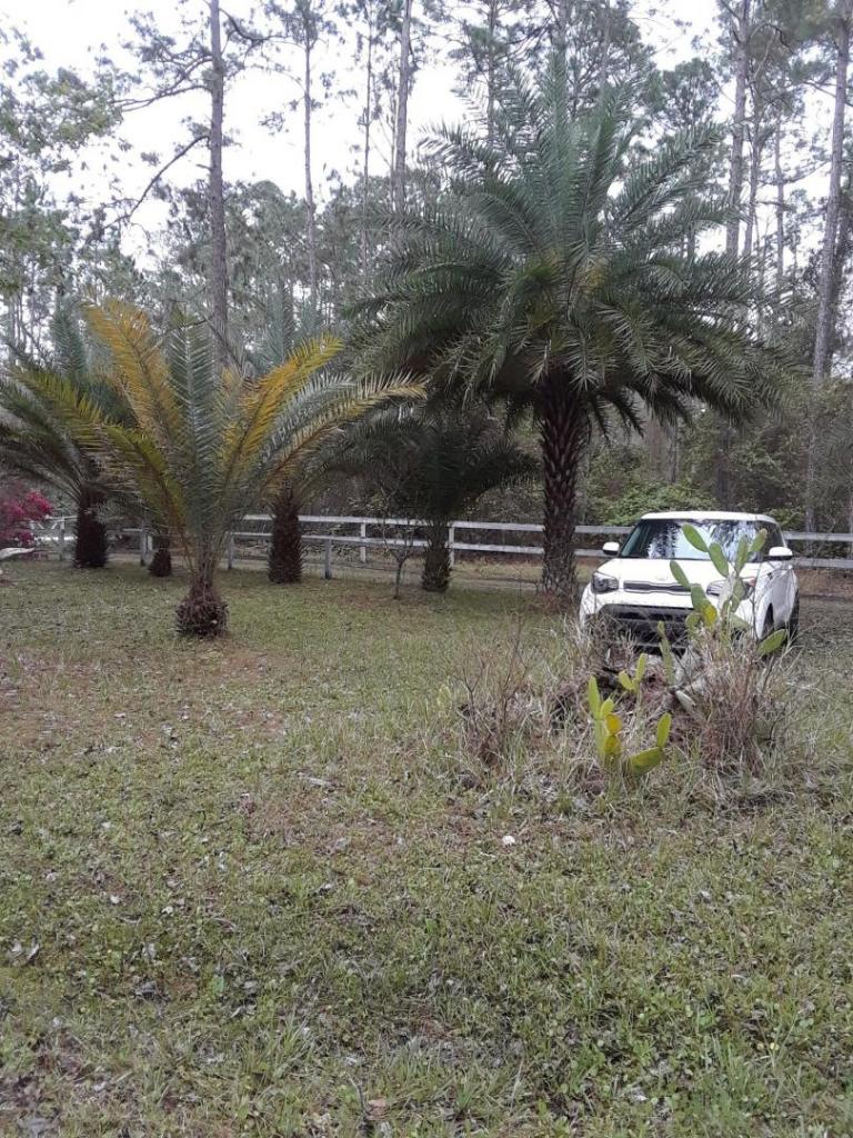 palmnexttokia.jpg