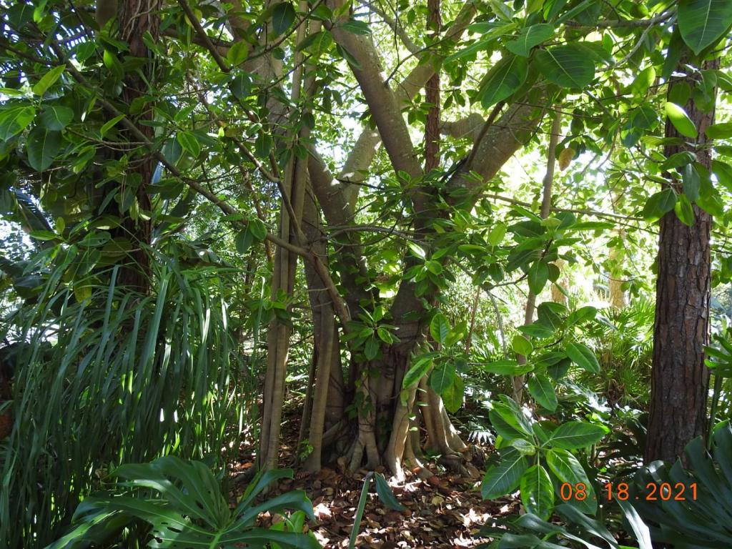 Ficus altissima base.JPG
