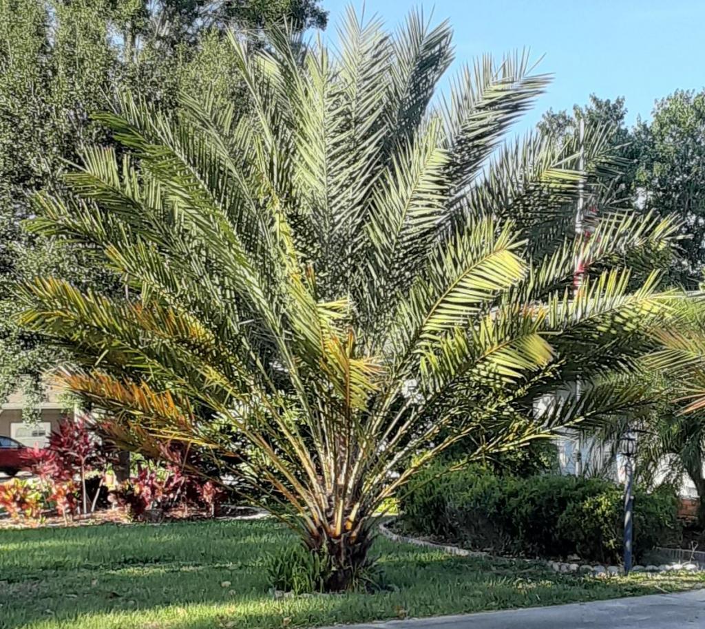 202104300000_Phoenix_dactylifera.jpg
