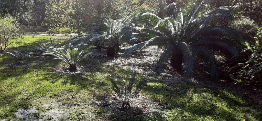 20211016_101246_Cycads.jpg