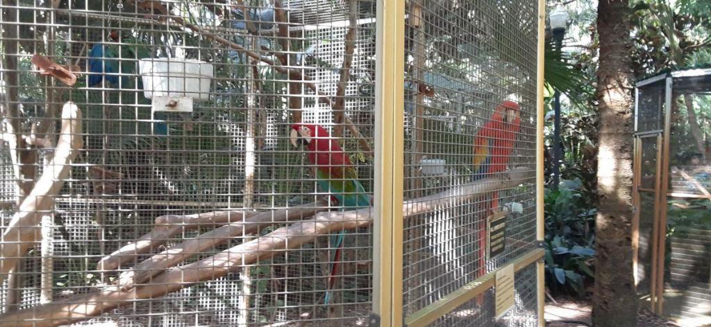 20211023_103439_Parrots.jpg