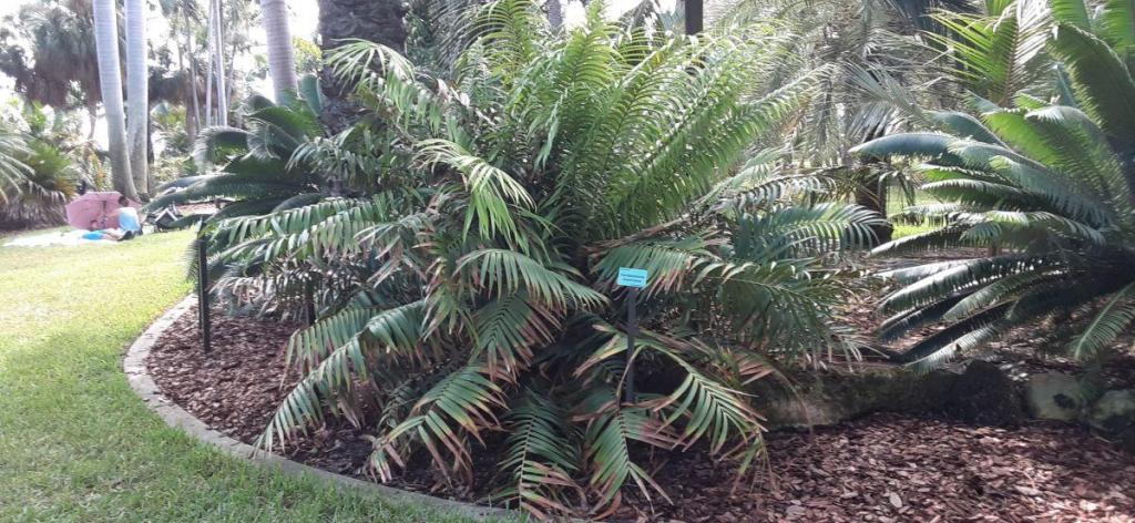 20211023_122658_Cycads.jpg