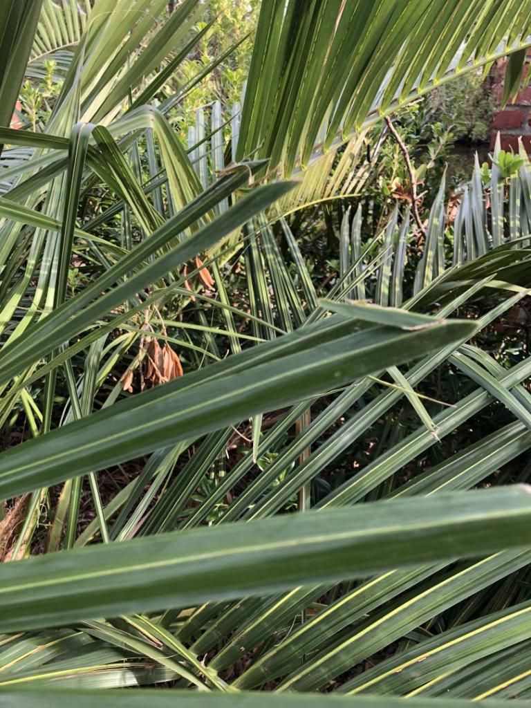 Boron deficiency? DISCUSSING PALM TREES WORLDWIDE PalmTalk
