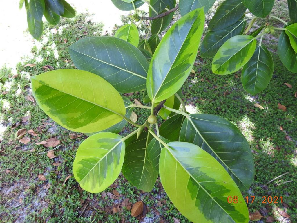 Ficus altissime fig and leaf.JPG