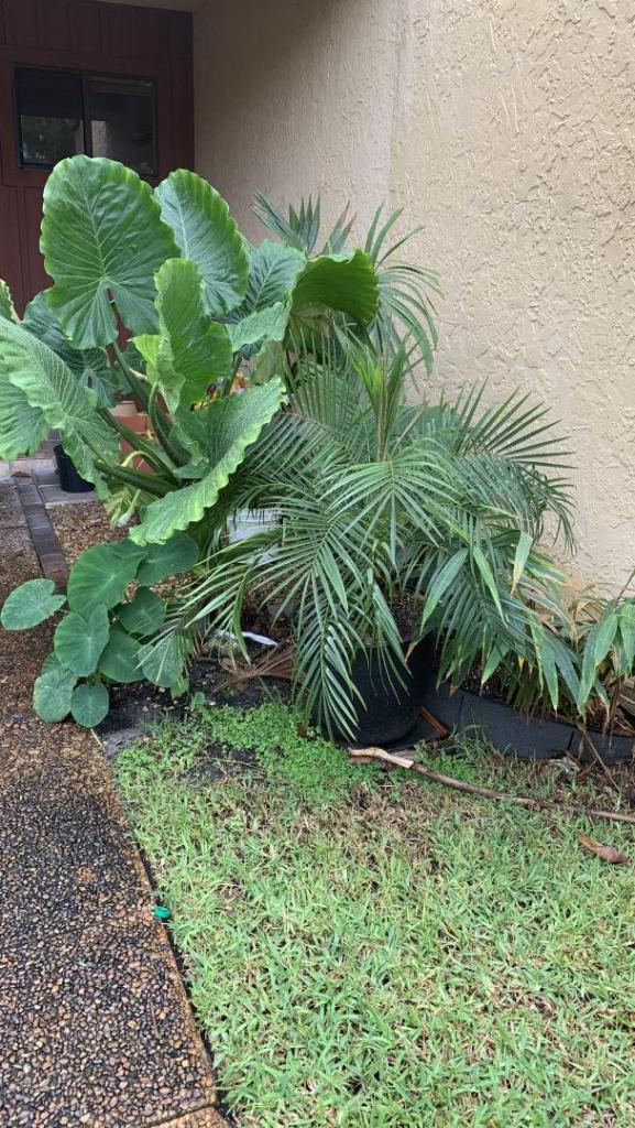 Pygmy date palm browning DISCUSSING PALM TREES WORLDWIDE PalmTalk