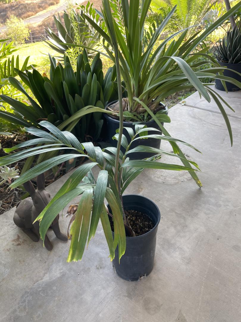 Foxy Lady? - DISCUSSING PALM TREES WORLDWIDE - PalmTalk