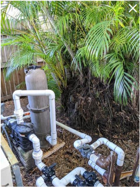 areca1a.jpg.c0825cba214f89810d7d06caa2539fc1.jpg