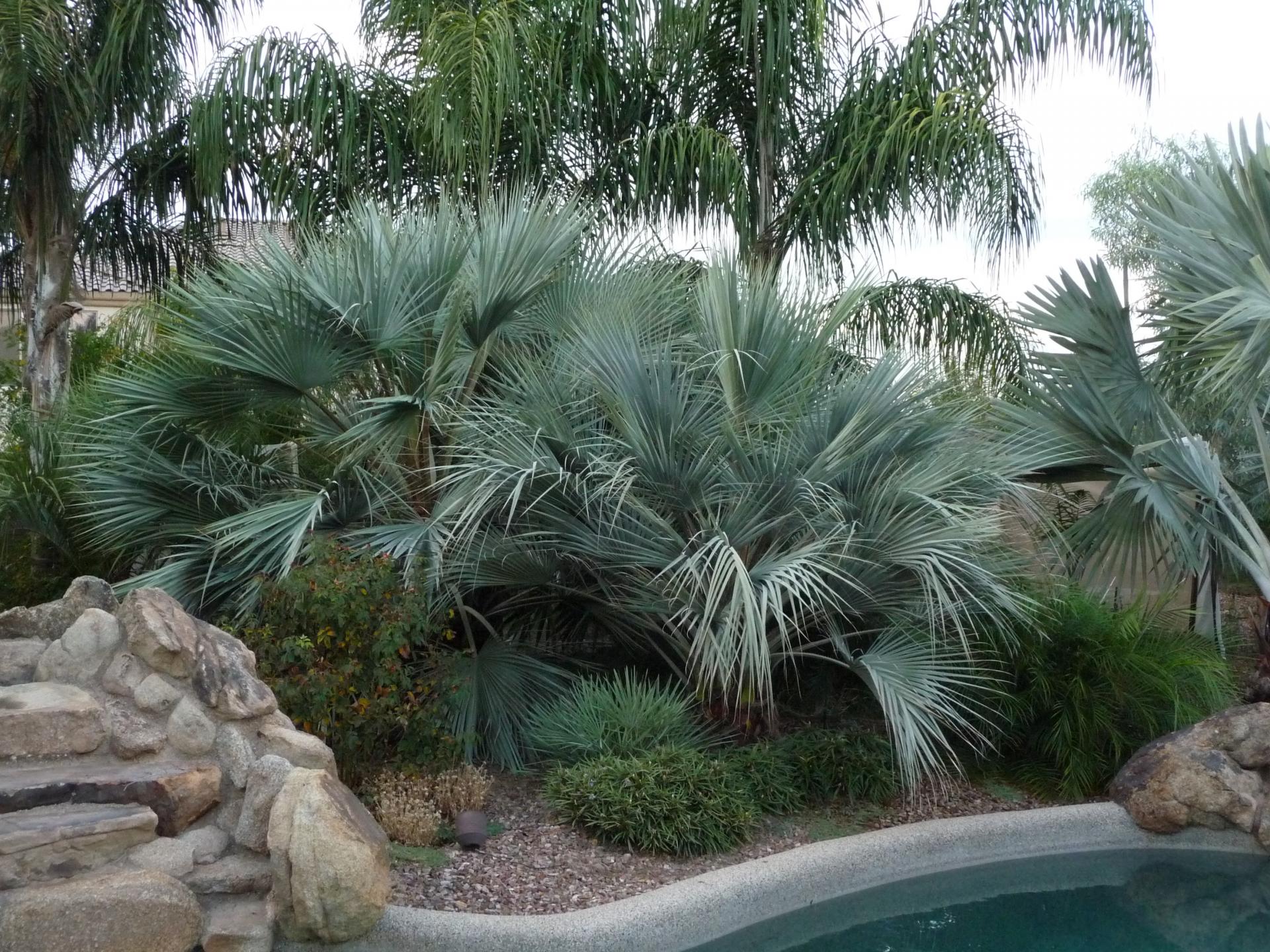 Brahea Armata Palma Del Messico (Grey Dea Palm) - 10 Semi Per Coltivazione