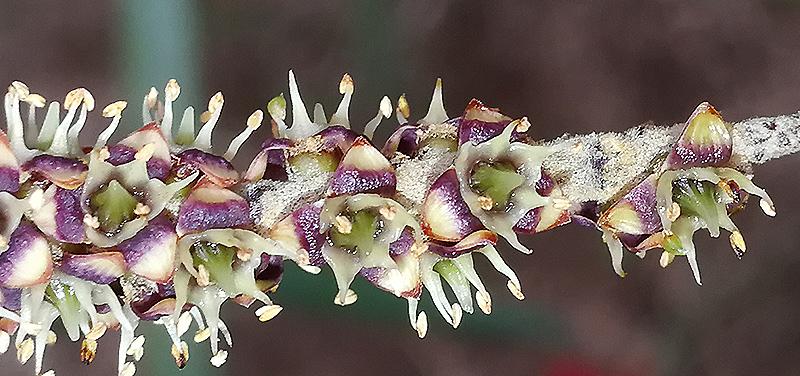 Brahea decumbens flowering DISCUSSING PALM TREES WORLDWIDE PalmTalk