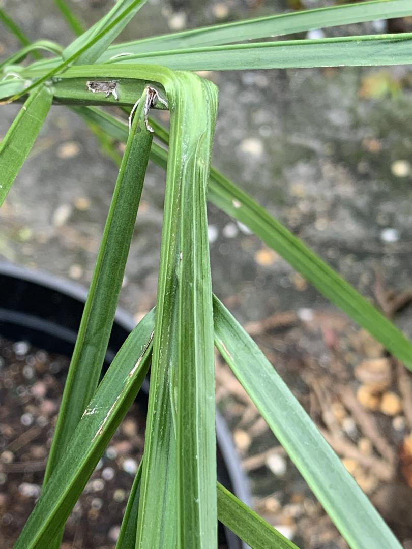 Queen palm damage DISCUSSING PALM TREES WORLDWIDE PalmTalk
