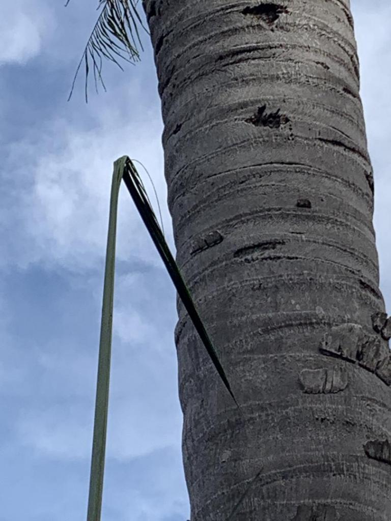 Queen palm damage DISCUSSING PALM TREES WORLDWIDE PalmTalk