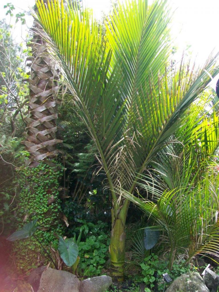 nikau100_8952.jpg