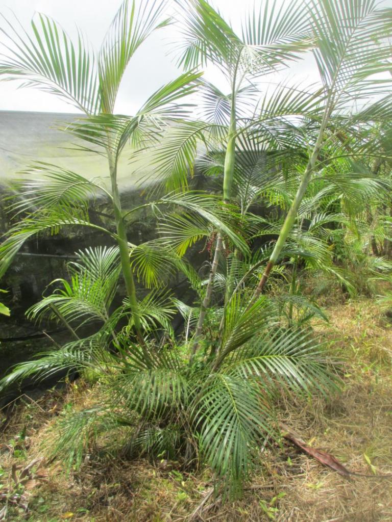 1542781084_Hydriastelerheophytica_MLM_081021.thumb.JPG.c81c2688cedf83ff562c1abe502a1665.JPG