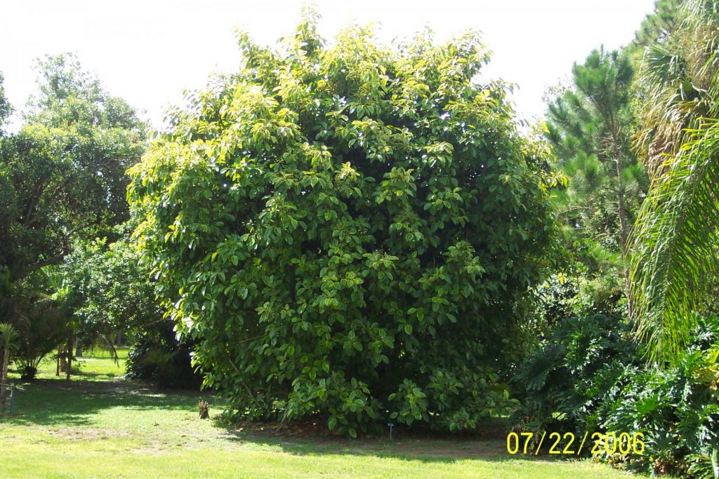 Cold damage recovery 7-22-2006.jpg