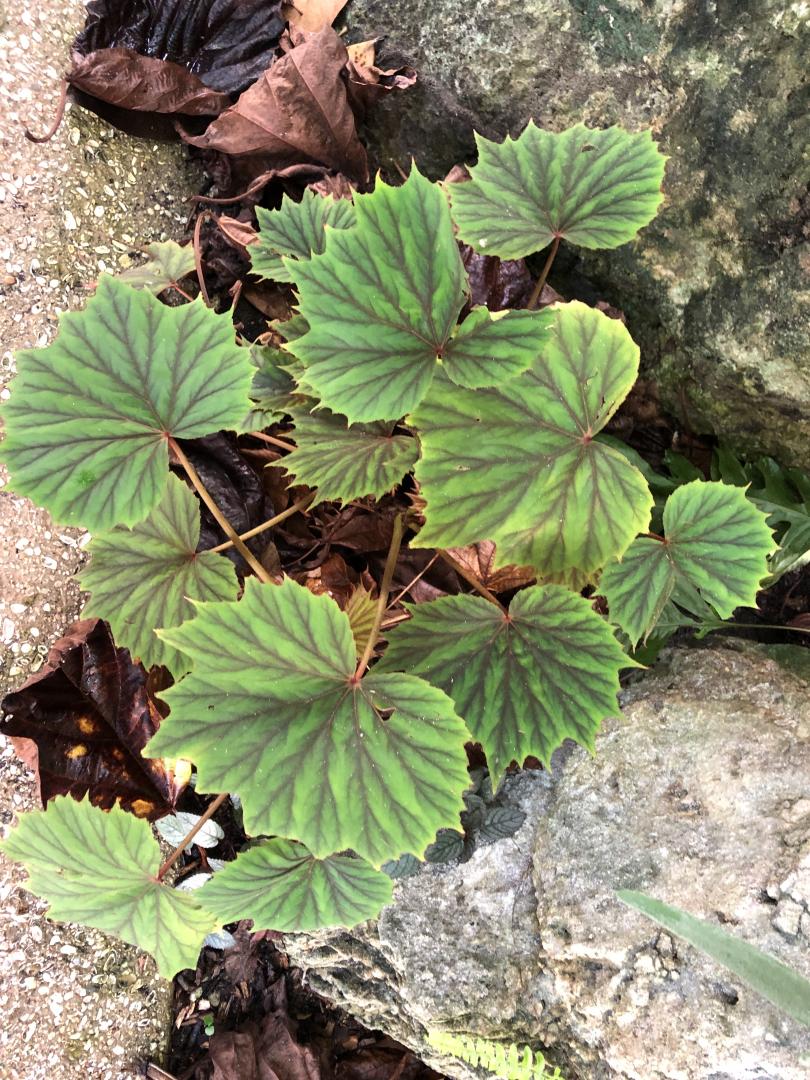 Is this a Begonia? Species/Cultivar?