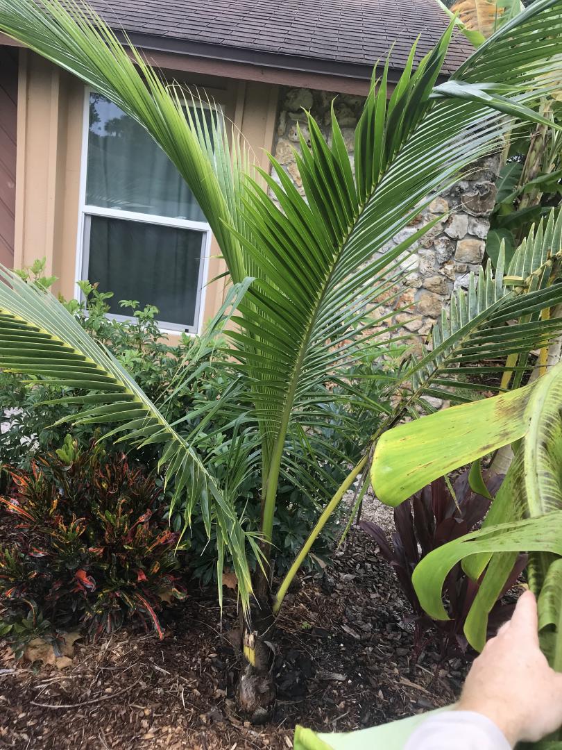 My edge of 9a/9b palm collection (lots of pics) DISCUSSING PALM TREES