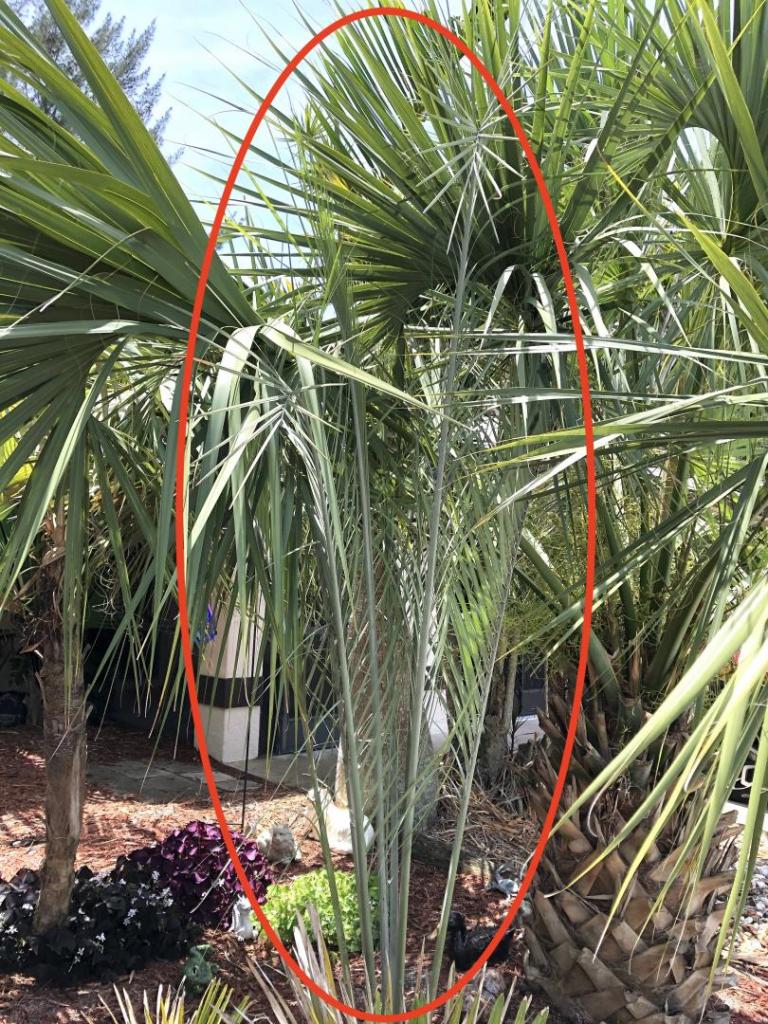 597163649_Raveneaxerophila0105-02-20.thumb.JPG.cfa0280a1ee4de37ad7822ac9df03bbe.JPG