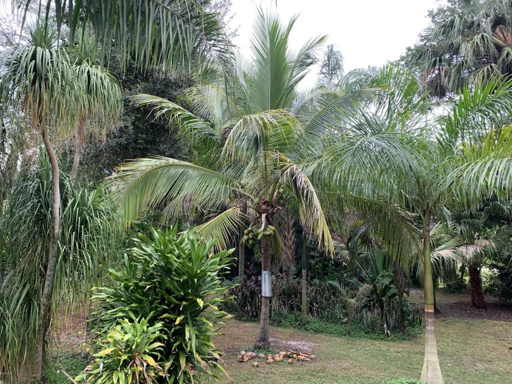 Coconut palm 11-4-2021.jpg