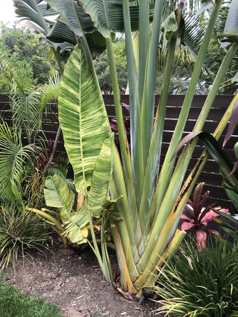 Ravenala Madagascariensis (Travellers Palm) - Uber Nursery