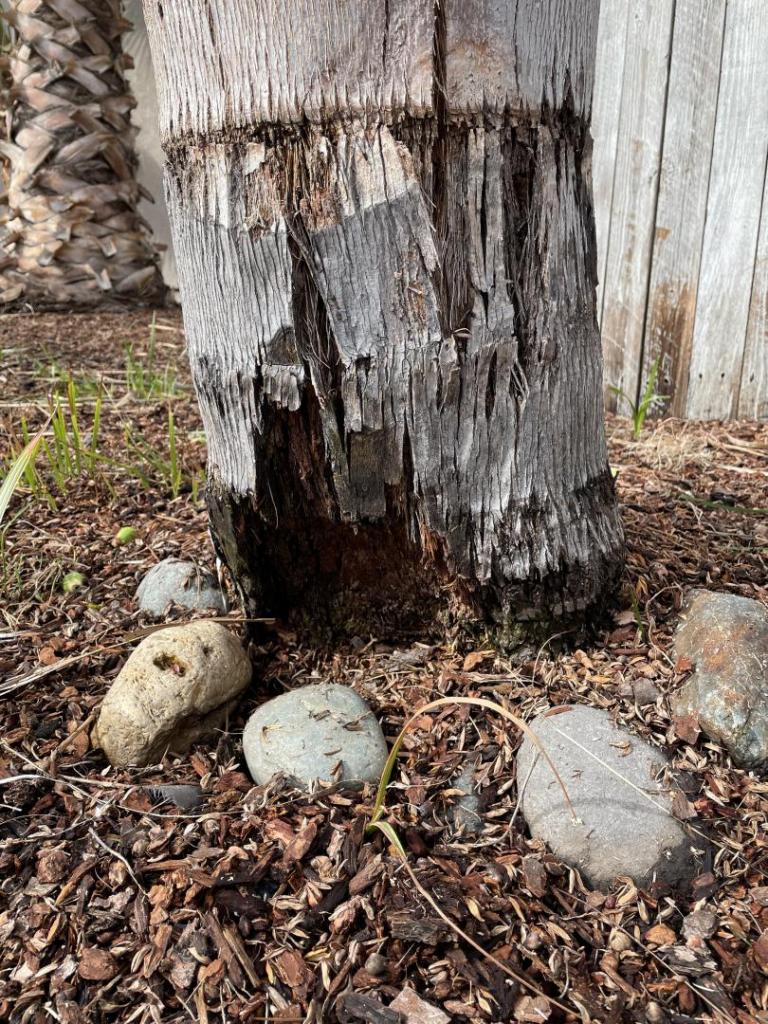 Queen Palm Trunk Damage DISCUSSING PALM TREES WORLDWIDE PalmTalk